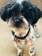 Sir Higgins aka Higgy Pudding (just kidding, he stays with me!)